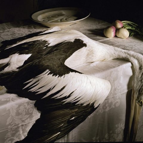 Pelican with Turnips