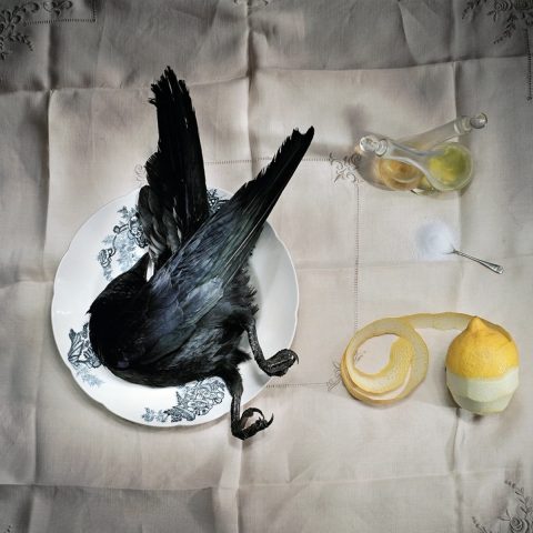 Crow with salt