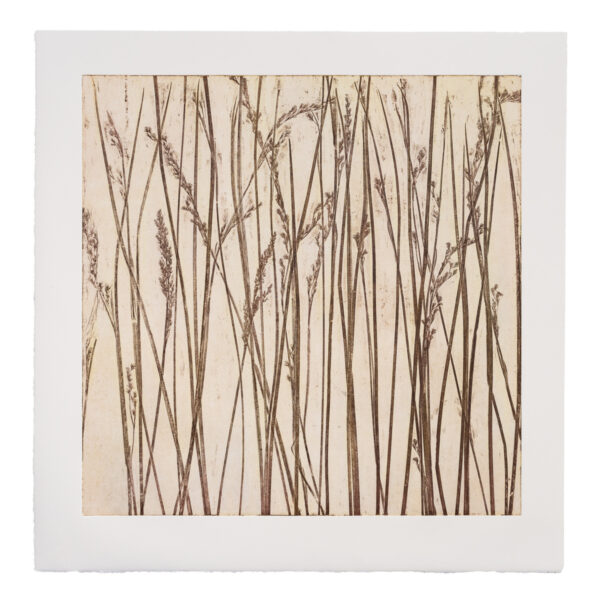 Ungaire reeds growing in swamp lands