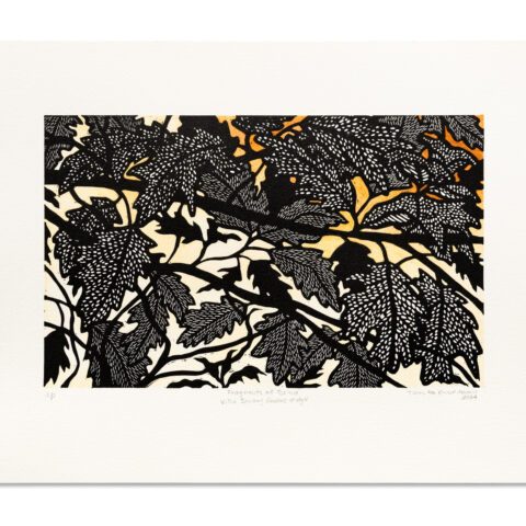 Fragments of Torino: villa sambuy gardens (study V)