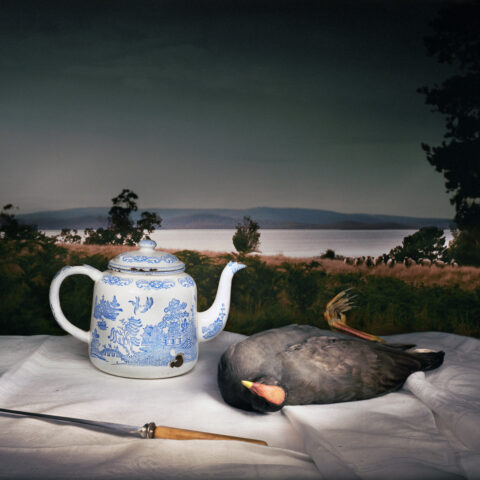Dusky Moorhen with Teapot