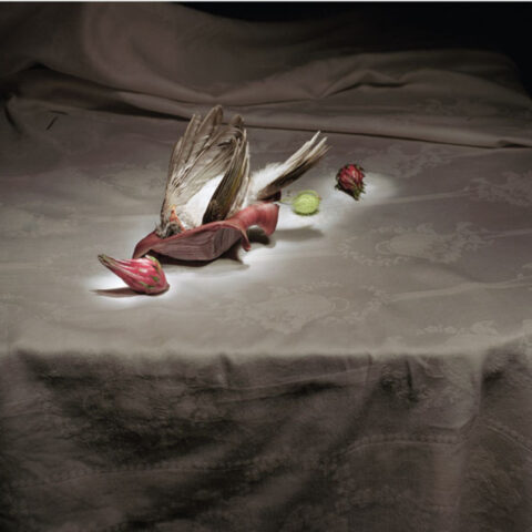 Noisy Minor in Banana Flower