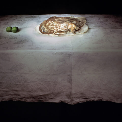 Morepork owl with Limes