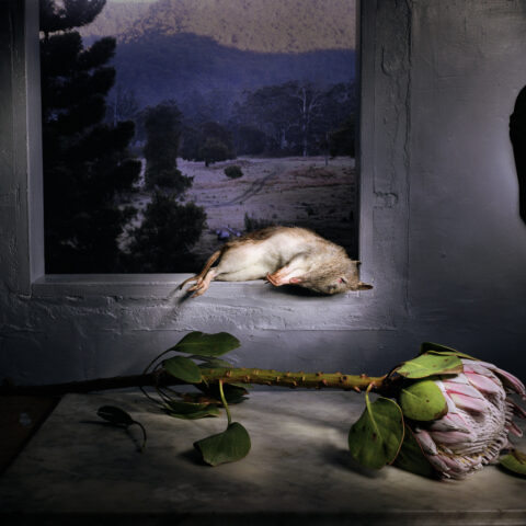 Potoroo with Protea