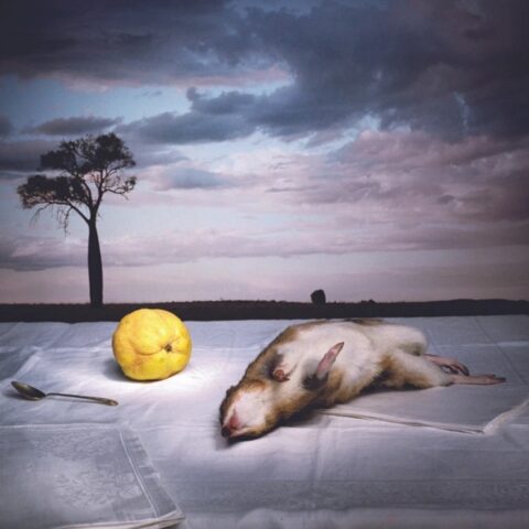 Bandicoot and Quince