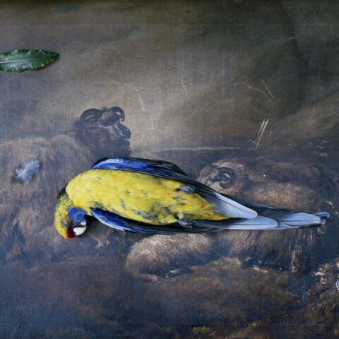Tasmanian Rosella with Merino Sheep Painting