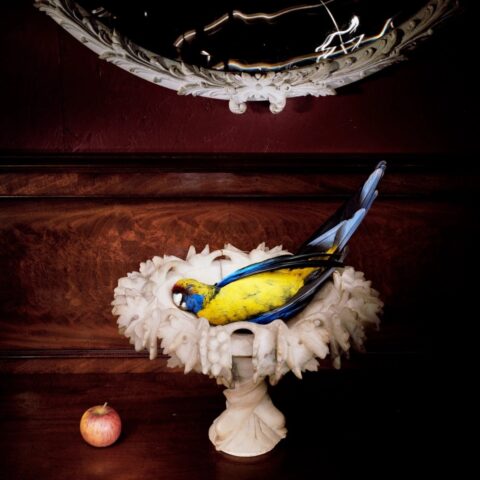Rosella in Alabaster Bowl