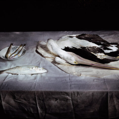 Pelican on Paper and Linen