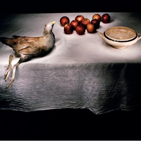Tasmanian Swamp Hen with Apples
