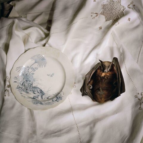 Fruit Bat with Plate