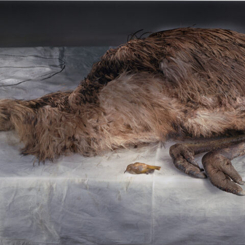 Emu with Two Drawn Bowls