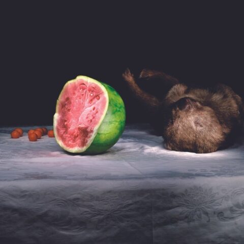 Wombat with Watermelon