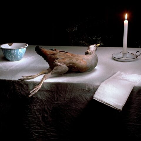 Swamp Hen with Candle