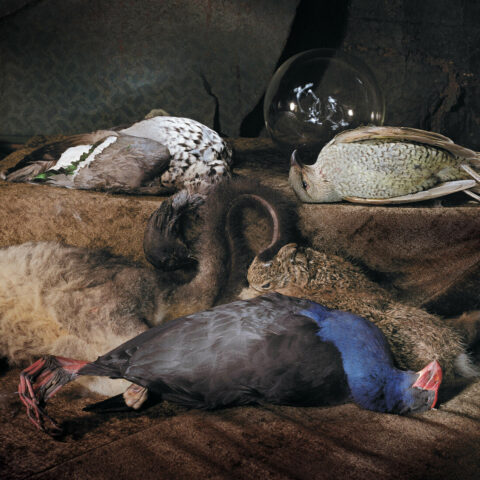 Bower Bird Swamp Hen Duck