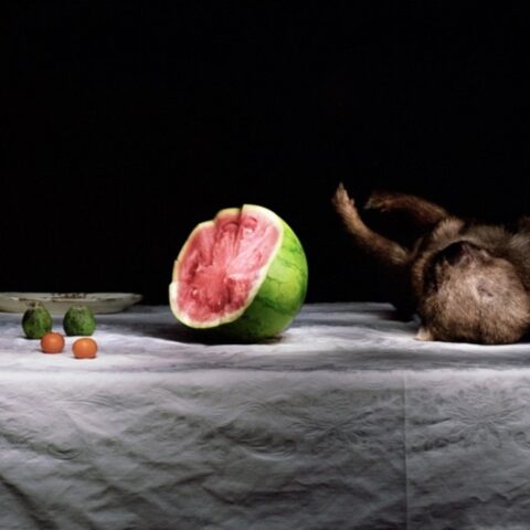 Wombat with Watermelon and Plate