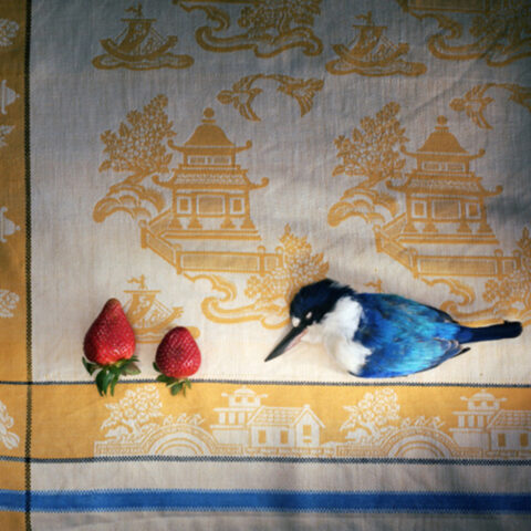 Kingfisher with Chinese Cloth