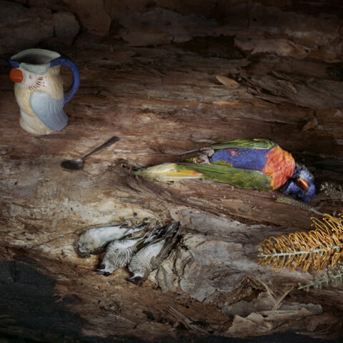 Lorikeet with Jug and 3 Birds