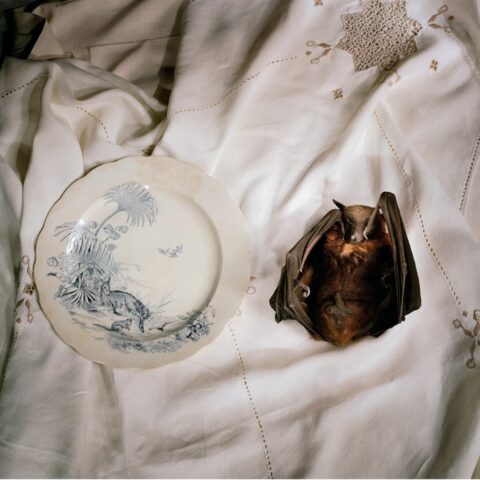 Fruit Bat With Plate