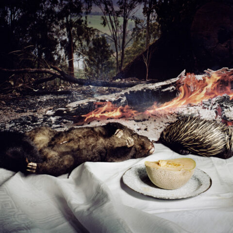 Possum and Echidna with Burning Log