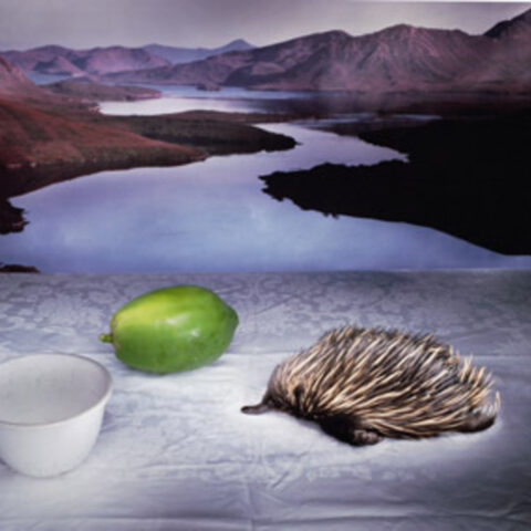 Echidna with Bowl