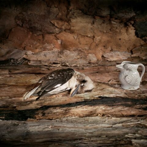 Kookaburra with Small Jug
