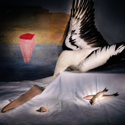 Pelican with Two Fish