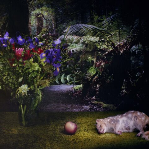 Quoll with Apple and Flowers