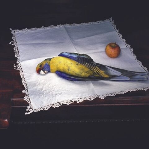 Tasmanian Rosella with Apple