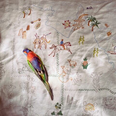 Rainbow Lorikeet on Queensland Needlepoint