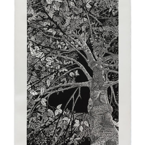Memories reshape this place (Illawara Flame Tree – State 1)